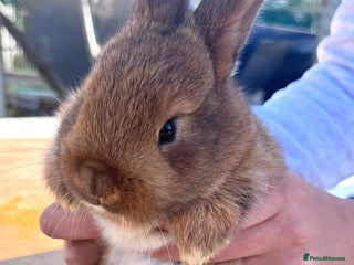Netherland Dwarf rabbits 1beautiful little rabbits - Advert 15