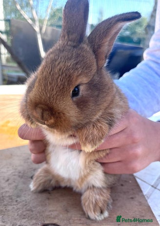 Netherland Dwarf rabbits 1beautiful little rabbits - Advert 11