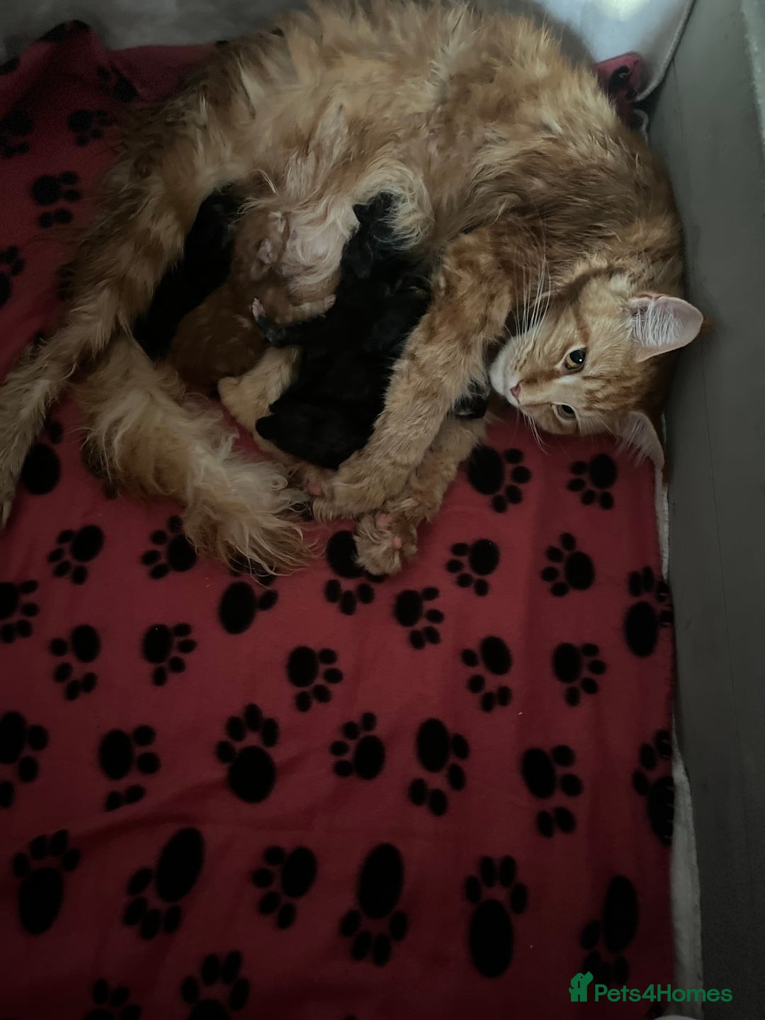 Maine Coon cats for sale: *READY* Stunning Tica Maine Coons - Image 20