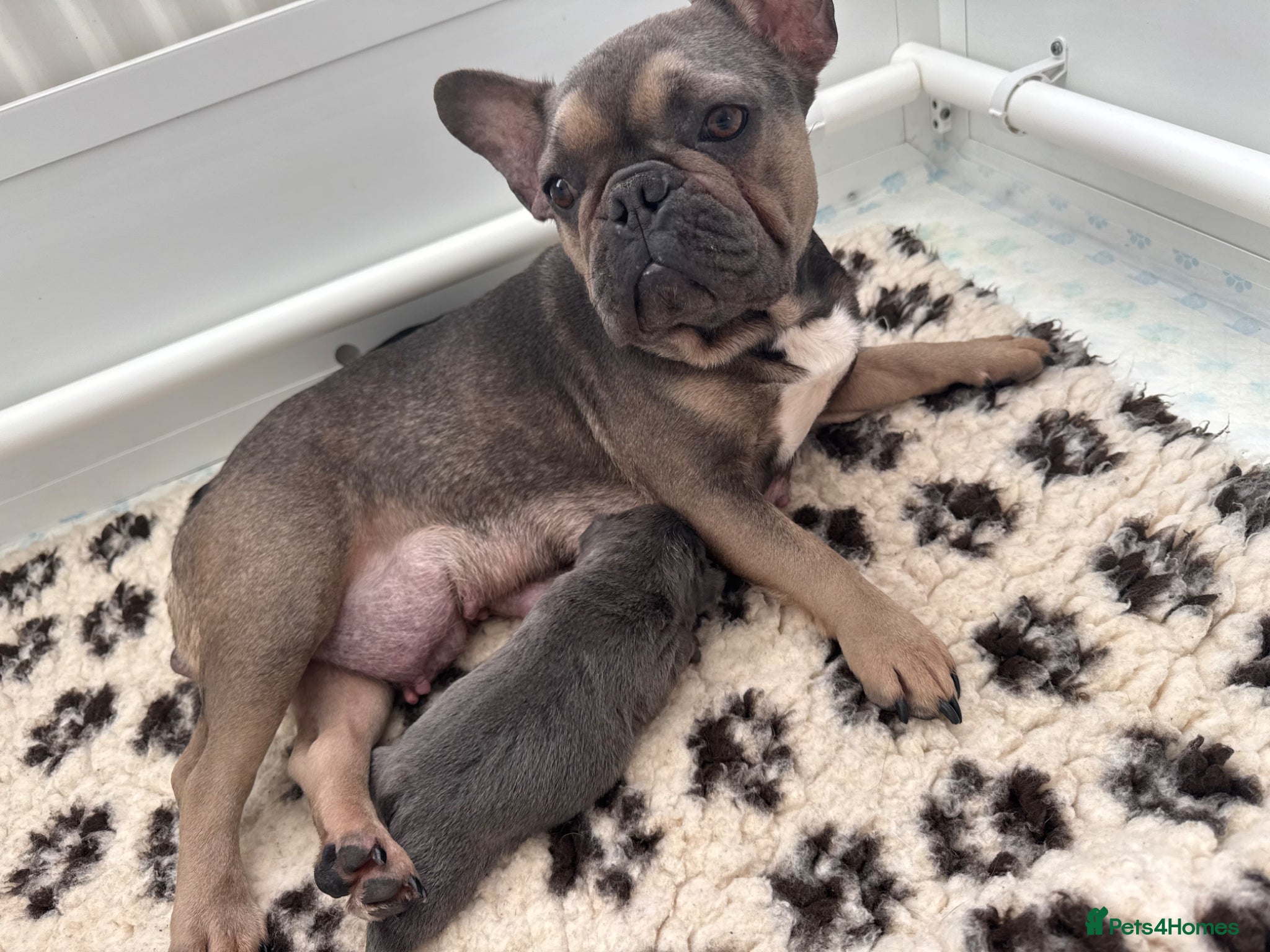 French Bulldog dogs French bull dog puppies  - Advert 1