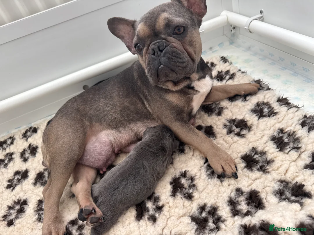French Bulldog dogs for sale: French bull dog puppies  - Advert 1