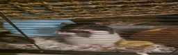 Rat rodents for sale: Lovley rats  in Bridgwater - Advert 2