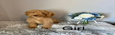 Cockapoo 10
