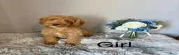 Cockapoo dogs for sale: Beautiful F1 Cockapoo Puppies - Ready Now - Advert 7