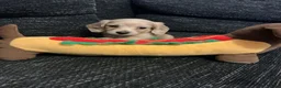 Miniature Dachshund dogs for sale: Cream long haired mini dachshund puppies - Advert 5