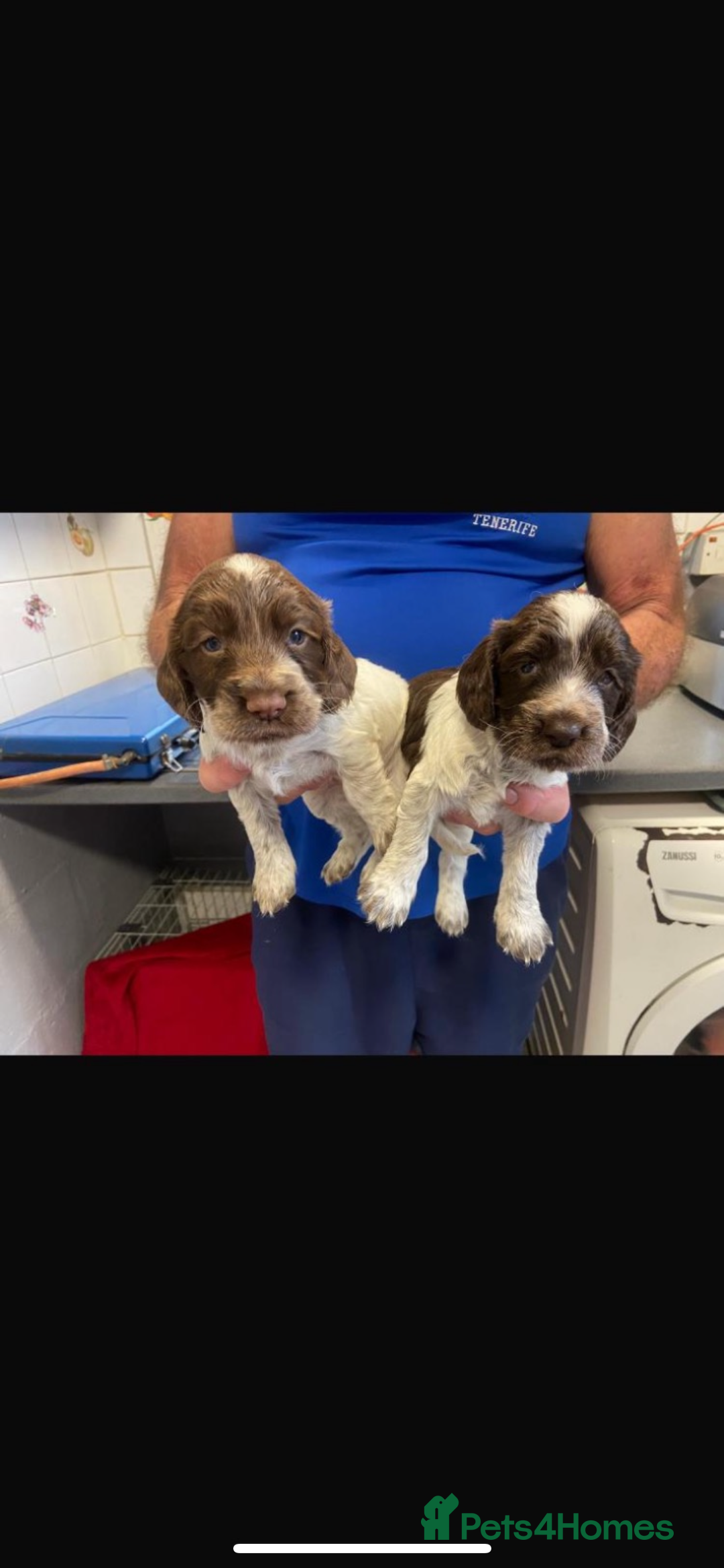 Cocker Spaniel dogs for sale: 5 Male 1 Female Pedigree Cocker Spaniel Puppy’s  - Image 1