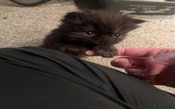 Persian cats for sale: Gorgeous Black Persian Kittens – GCCF Registered  - Image 1