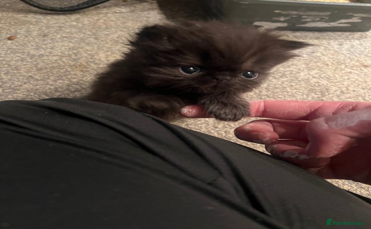 Persian cats - Advert 1
