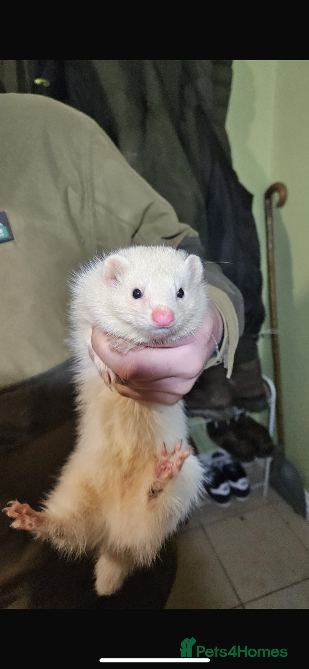 Ferret rodents for sale: 10 ferrets for rehome  - Advert 2