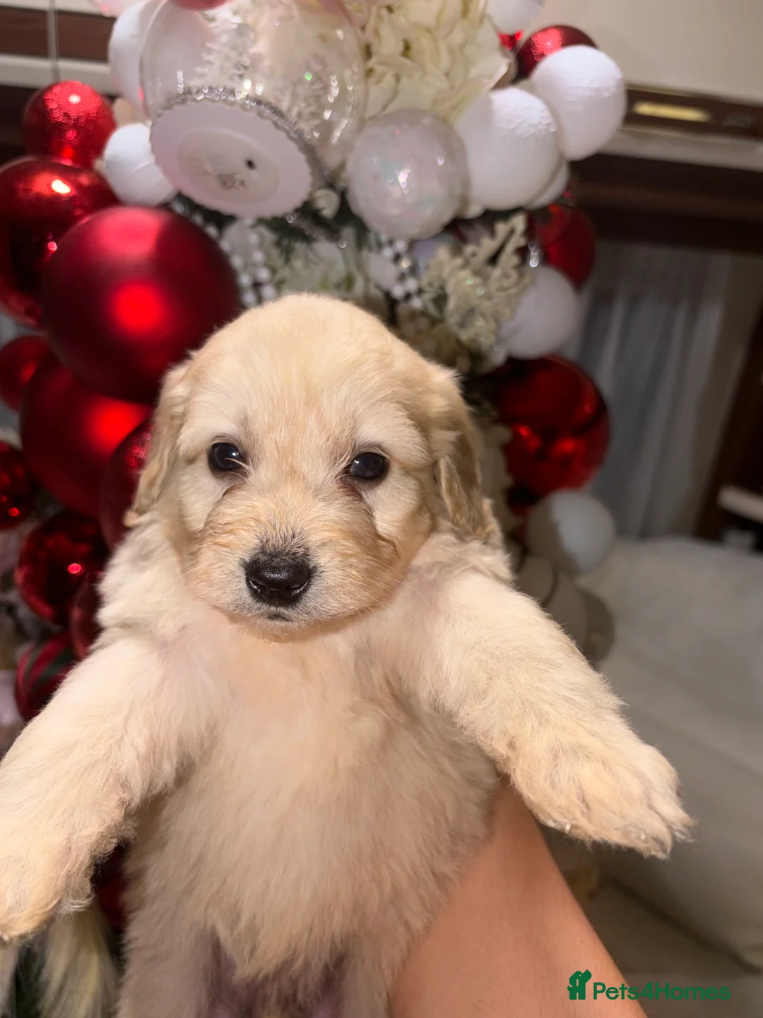 Mixed Breed dogs for sale: Puppies  - Advert 16