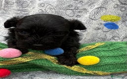 Yorkiepoo dogs for sale: Yorkiepoos - Advert 2