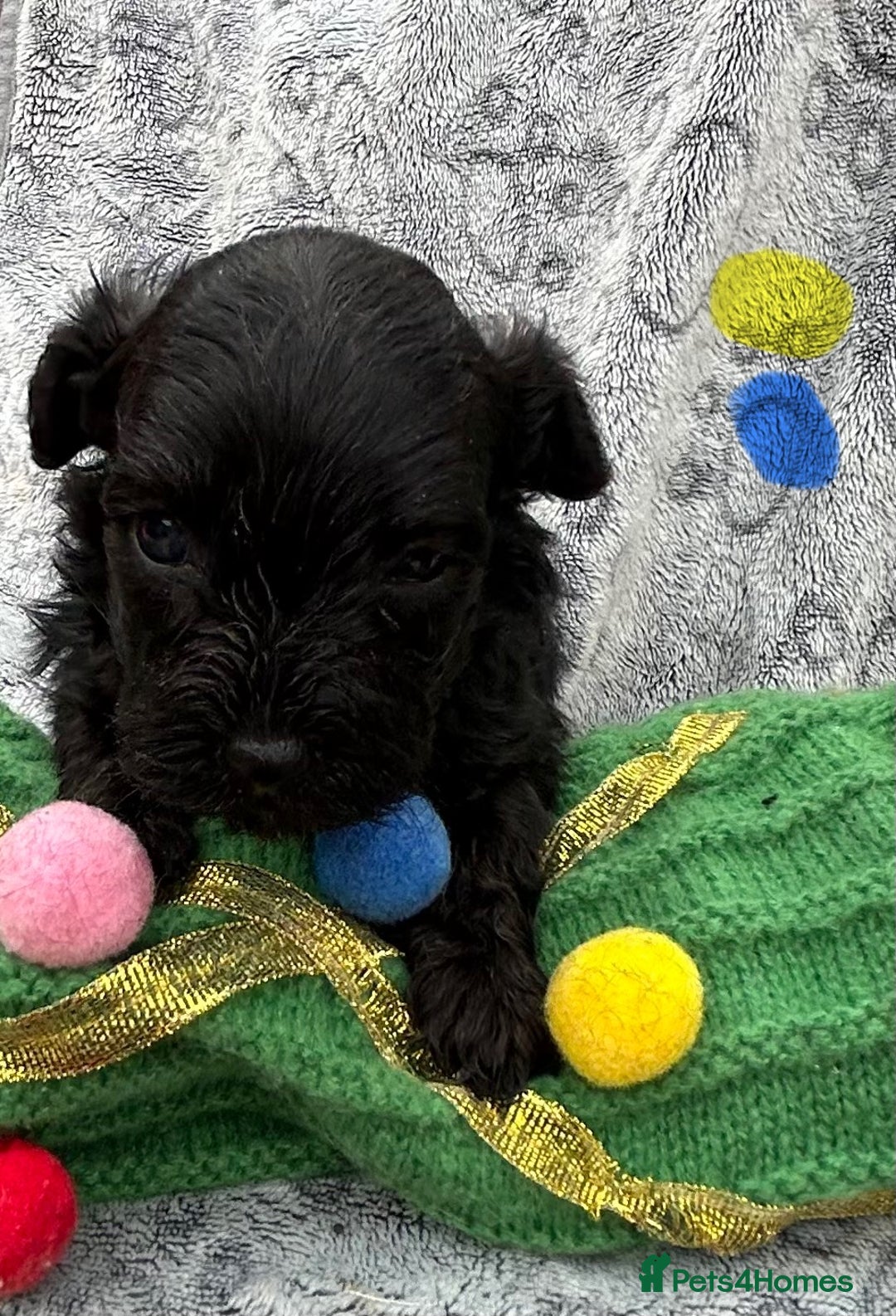 Yorkiepoo dogs for sale: Yorkiepoos - Advert 2