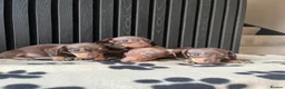 Miniature Dachshund dogs for sale: Dachshund Puppies (miniature) - Advert 10