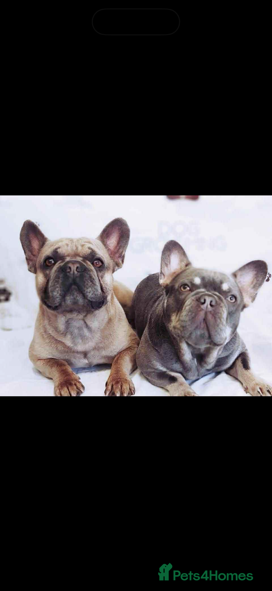 French Bulldog dogs for sale: French bulldog puppy’s  - Image 8