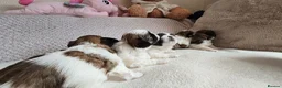 Shih Tzu dogs for sale: Beautiful Purebred Shih Tzu Puppies for Sale - Advert 24