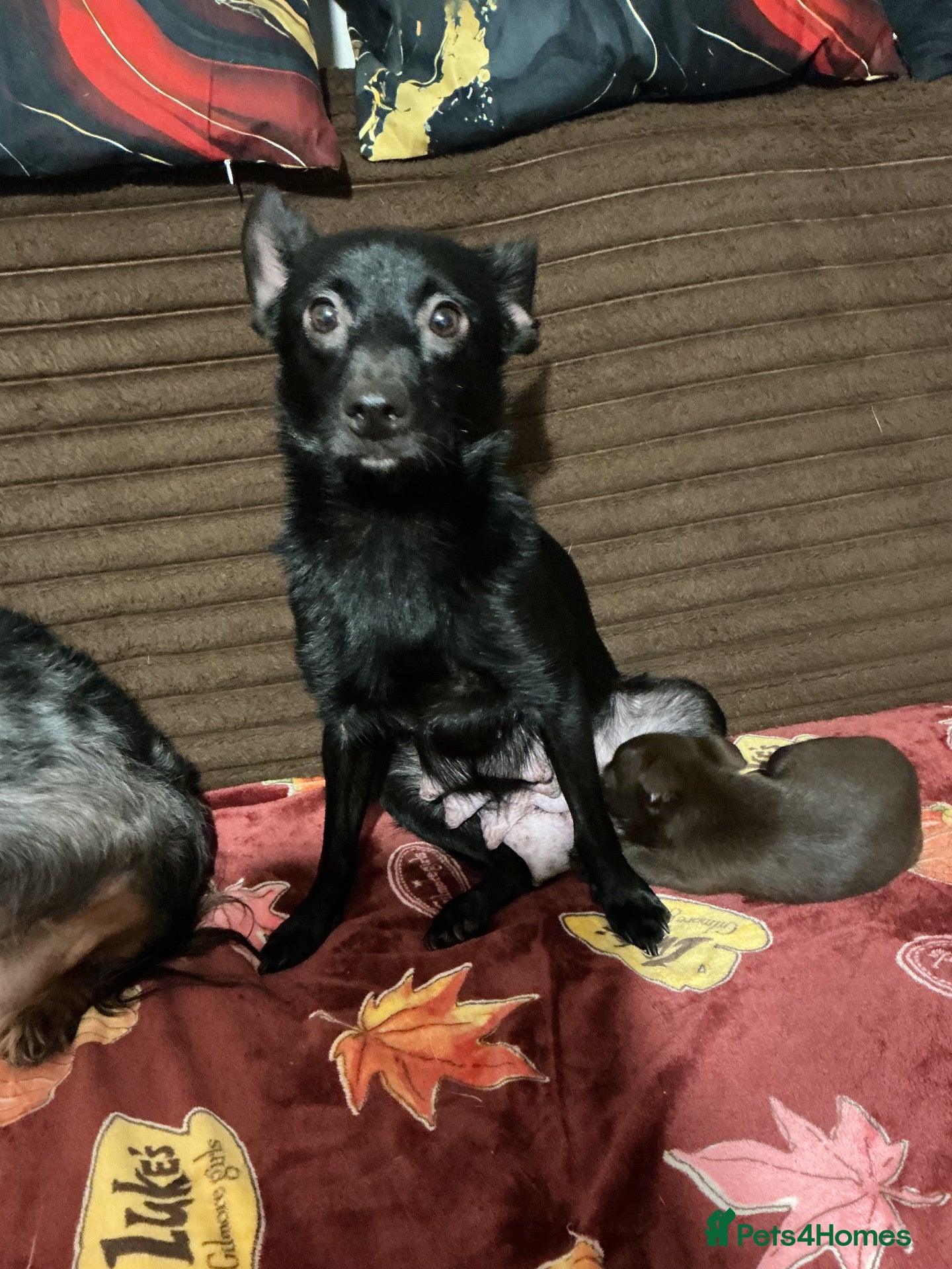Mixed Breed dogs Pomeranian cross schnauzer - Advert 4