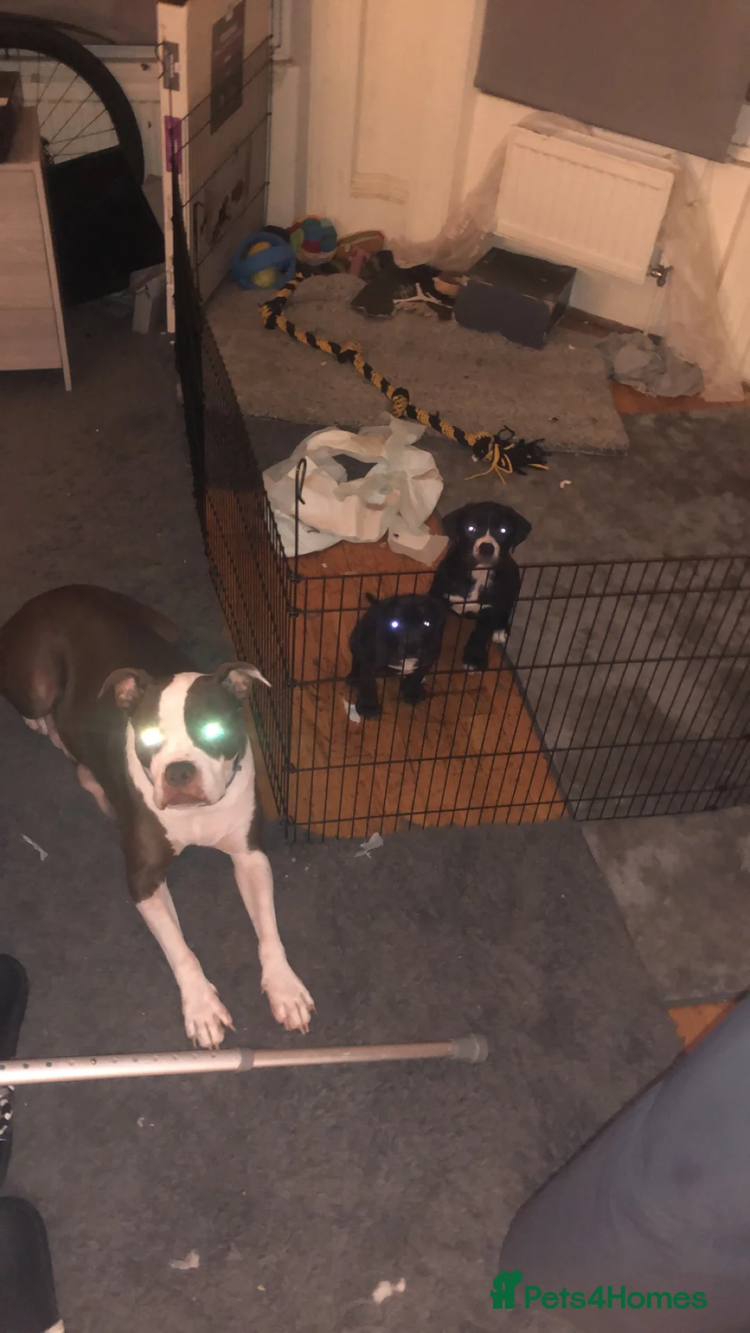Mixed Breed dogs for sale: Female cane corso x2 - Advert 2