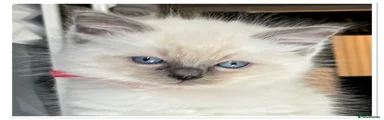 Ragdoll Kitten 1