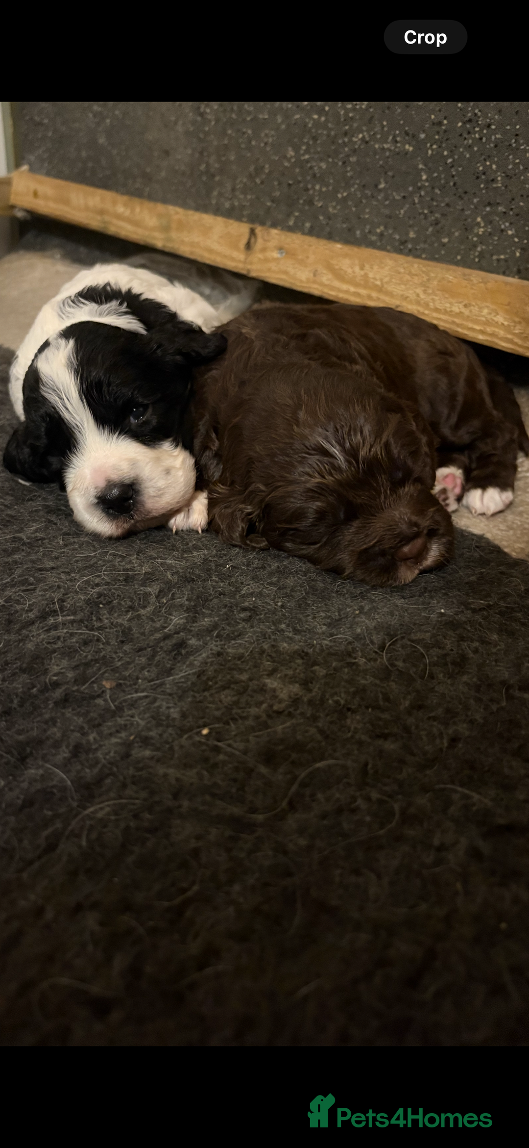 Cocker Spaniel dogs for sale: Working Cocker spaniels beautiful markings   - Advert 7