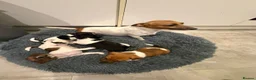 Jack Russell dogs for sale: 4 mini jack Russel puppies - Advert 8