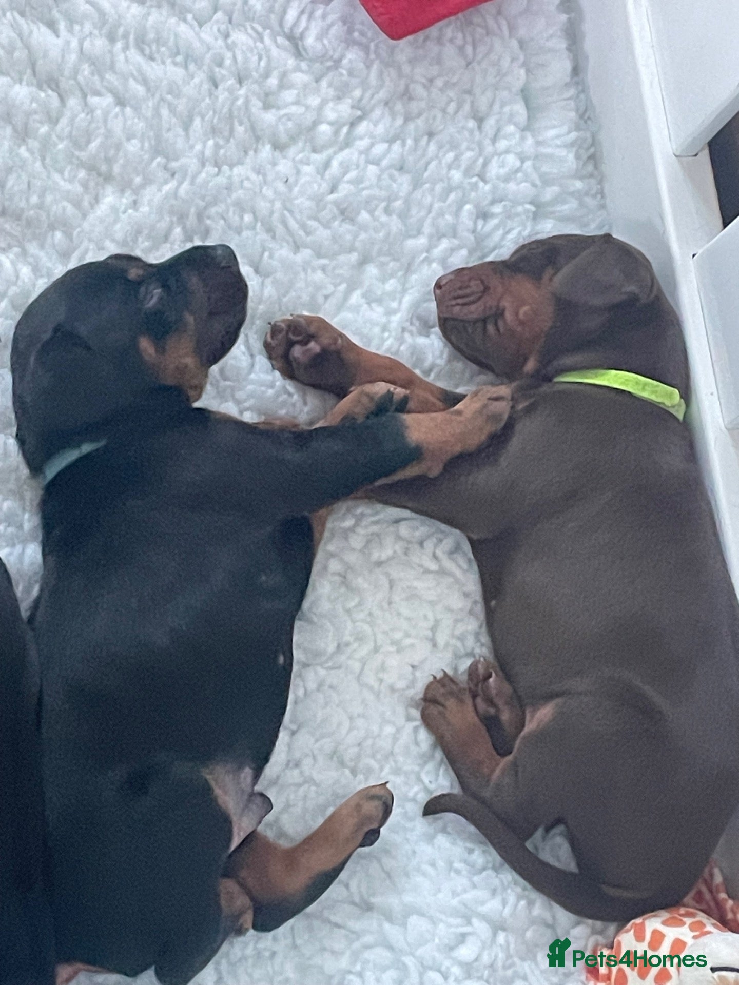 Dobermann dogs KC Reg Doberman - Health tested parents - Advert 2