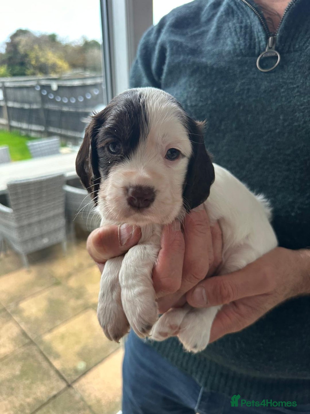 Cocker Spaniel dogs for sale: Beautiful litter of KC working cocker spaniels - Image 3