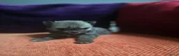 Pomchi dogs for sale: Pomchi  - Advert 2