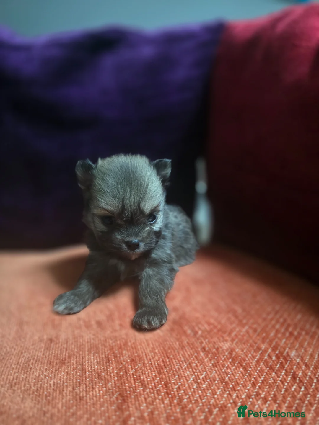 Pomchi dogs for sale: Pomchi  - Advert 2