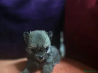 Pomchi dogs Pomchi - Advert 6