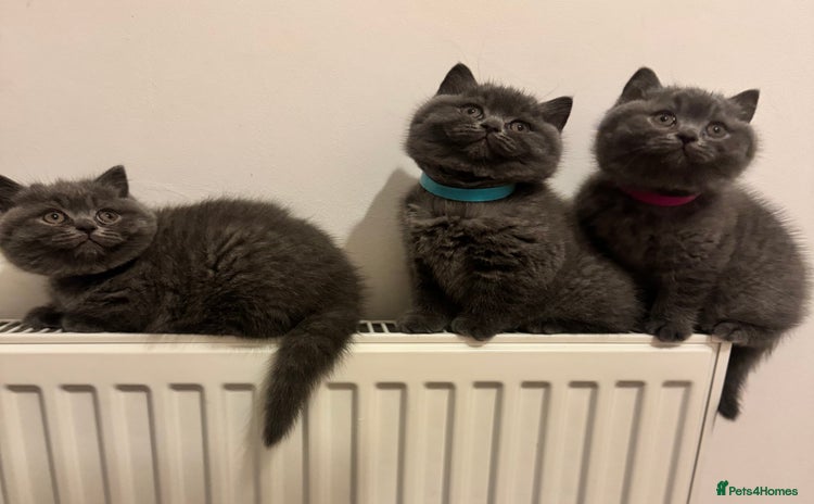 British Shorthair cats - Advert 2