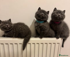 British Shorthair cats - Advert 10