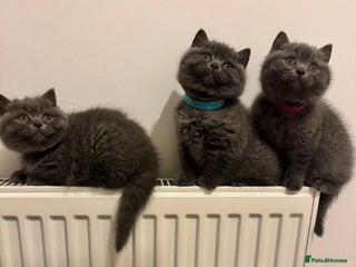 British Shorthair cats - Advert 31