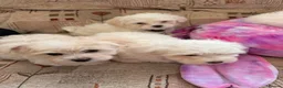 Mixed Breed dogs for sale: Bichon Maltese puppies - Advert 5