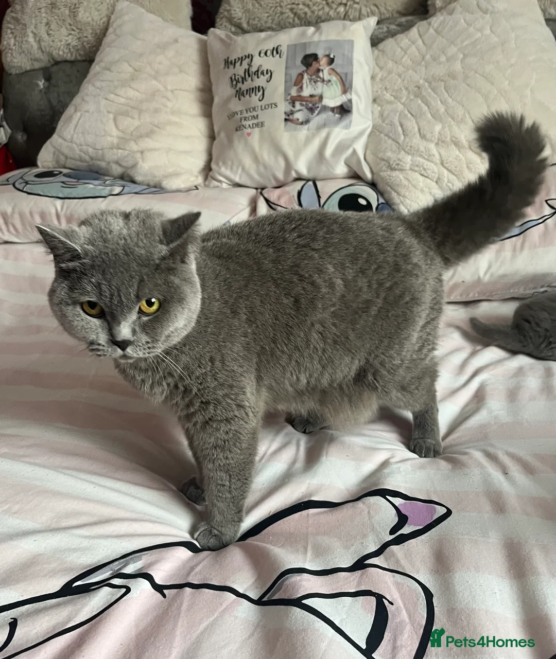 British Shorthair cats for sale: Beautiful 6 week old female bsh - Advert 15