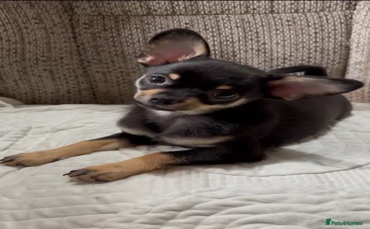 Chihuahua dogs - Advert 10