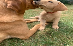Labrador Retriever dogs for sale: KC Labrador puppies Ready now 🐾Fully vaccinated  in Skegness - Image 29
