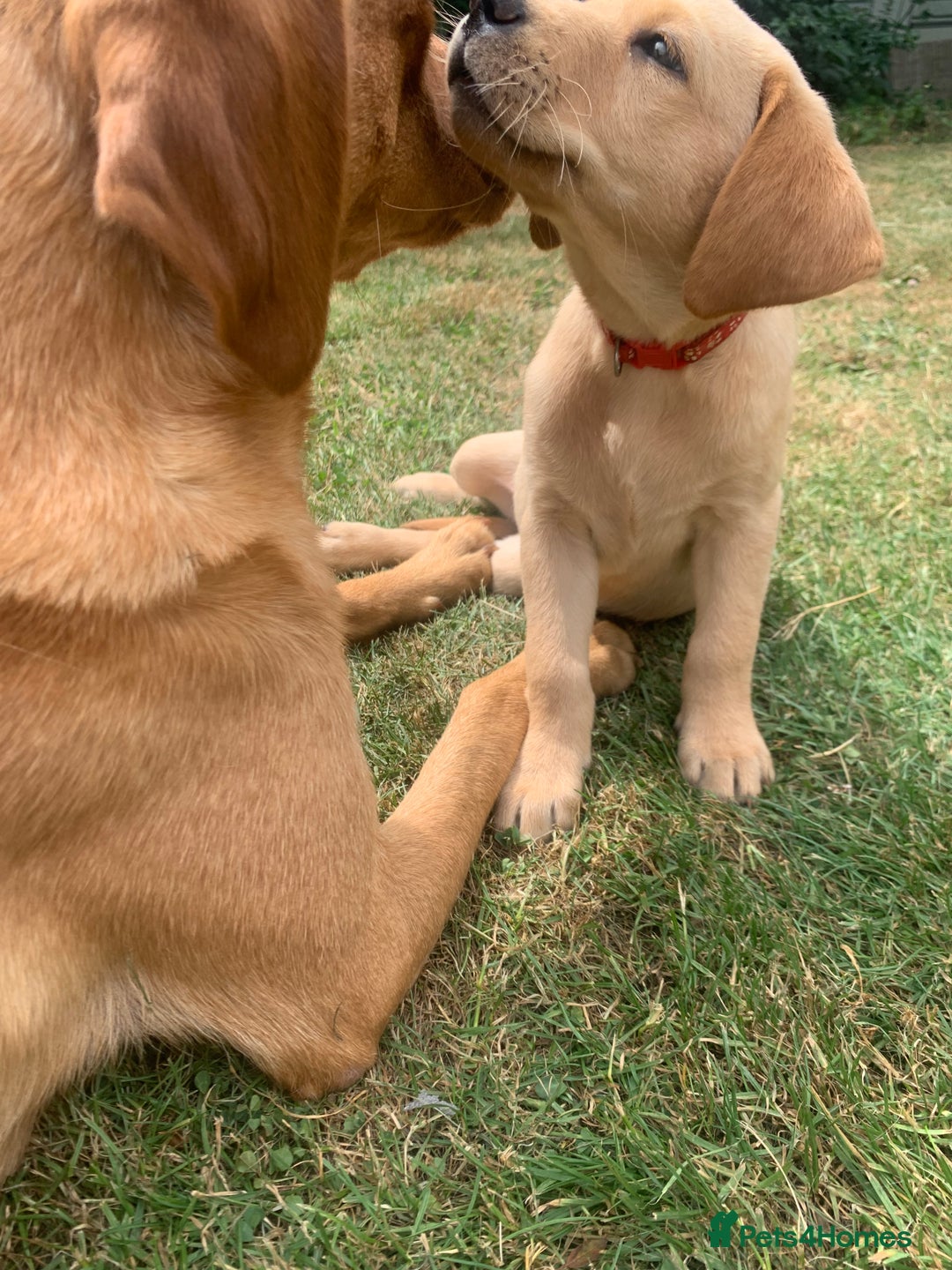 Labrador Retriever dogs for sale: KC Labrador puppies Ready now 🐾Fully vaccinated  in Skegness - Image 29