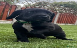Mixed Breed dogs for sale: Teddy  - Image 5