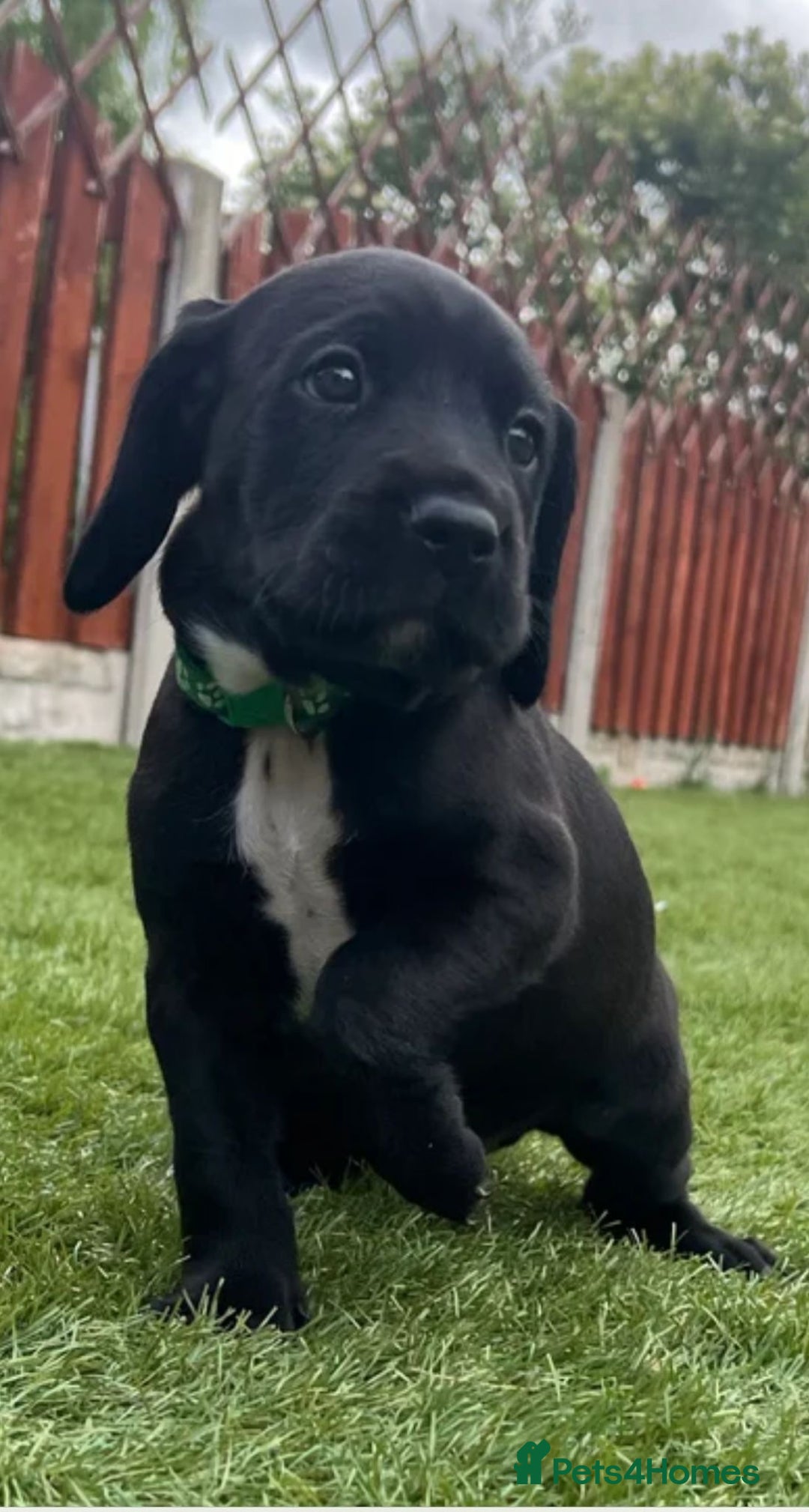 Mixed Breed dogs for sale: Teddy  - Image 5