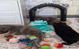 Mixed Breed cats for sale: Siamese/ragdoll/Scottish fold  - Image 22