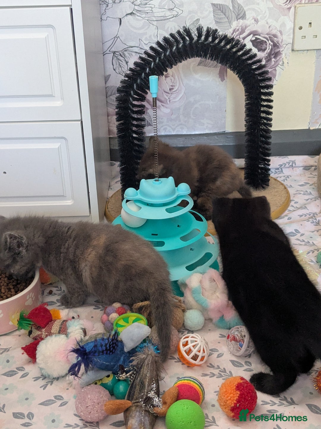 Mixed Breed cats for sale: Siamese/ragdoll/Scottish fold  - Image 22