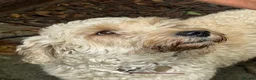 Labradoodle dogs for sale: 🐾 Labradoodle Puppies – Boys & Girls Available 🐾 - Advert 17