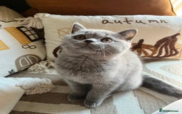 British Shorthair cats for sale: Kind Souls Fluffy Coats British Shorthair Kittens - Image 33