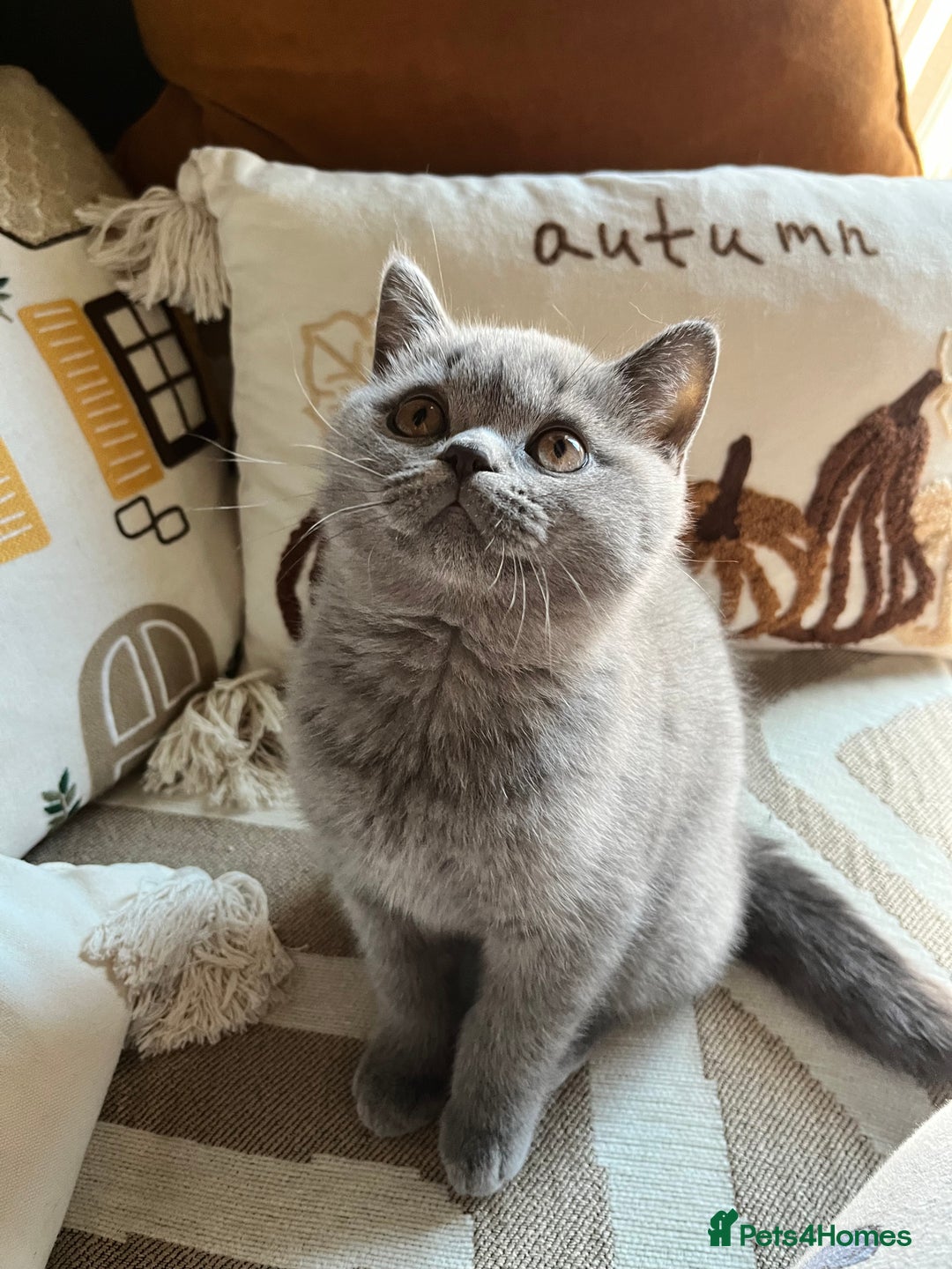 British Shorthair cats for sale: Kind Souls Fluffy Coats British Shorthair Kittens - Image 33