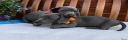 Dachshund dogs for sale: 💎💎 Rare Solid Blue & Choc & Tan Mini Dachshunds  - Advert 8