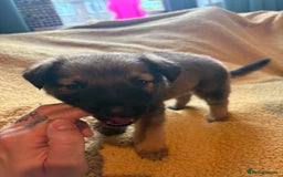 Mixed Breed dogs for sale: German Shepherd cross puppies - Image 10