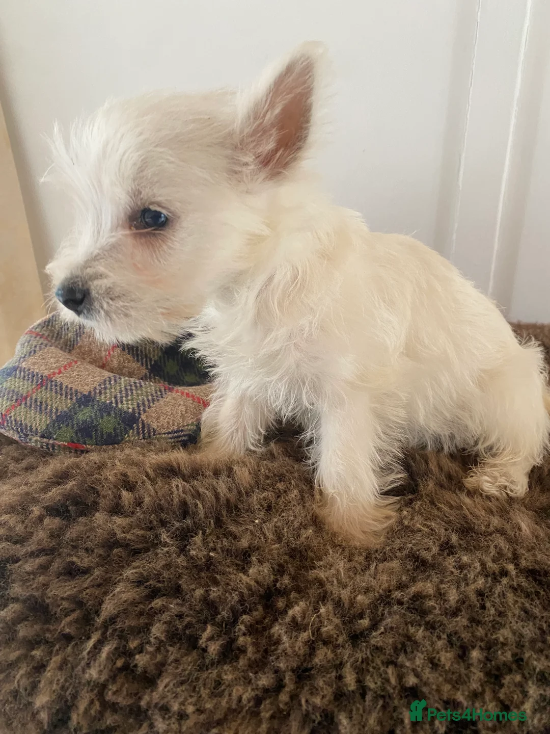 West Highland Terrier dogs for sale: West highland terrier  - Advert 17