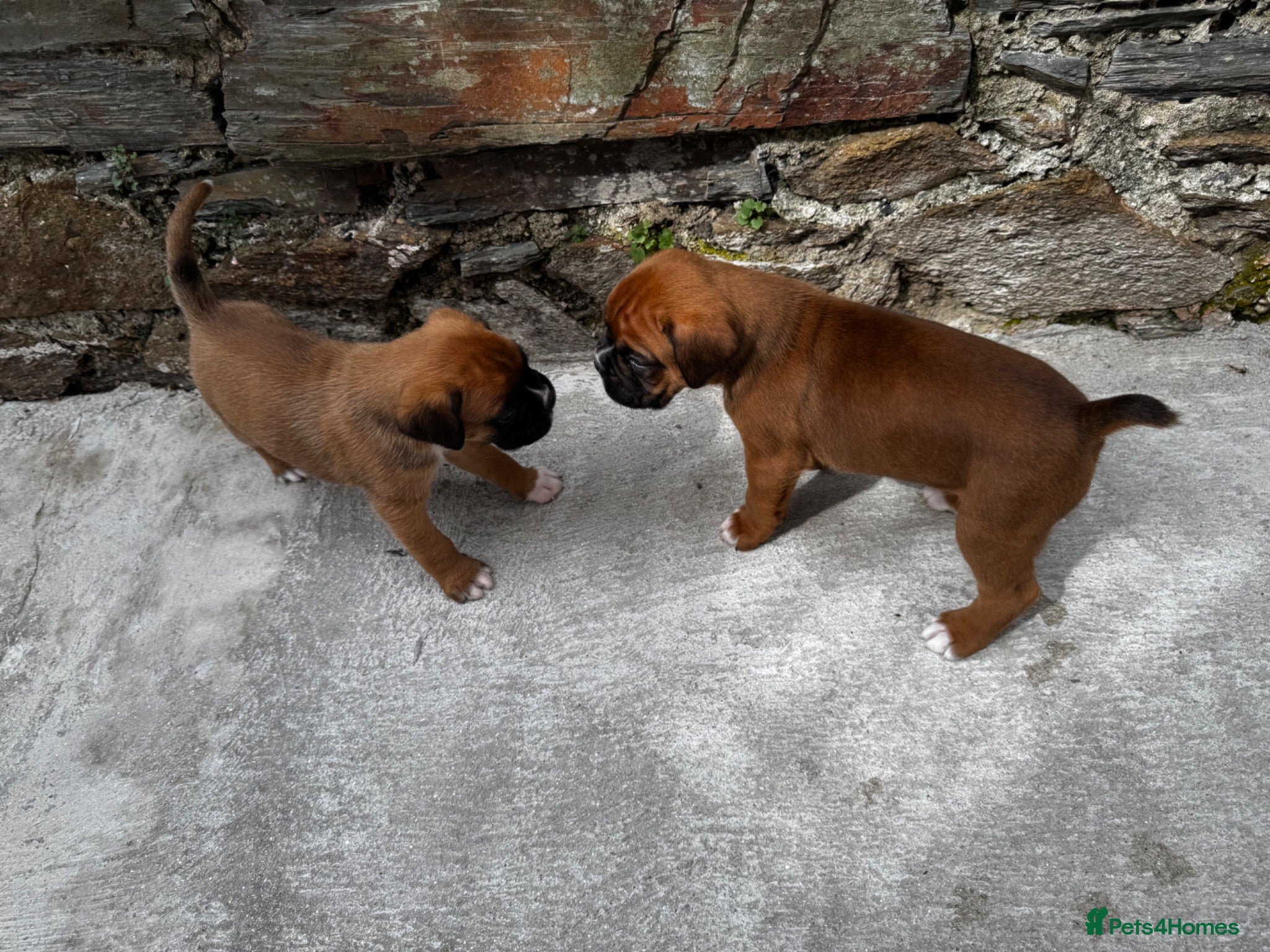 Boxer dogs charthaihen boxers - Advert 14