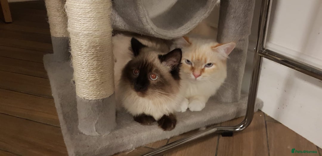 Siberian cats for sale:   Hypoallergenic Siberian Neva Masquerade kitten - Image 8
