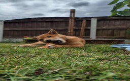 Japanese Shiba Inu dogs for sale: Japanese Shiba Inu  - Image 1